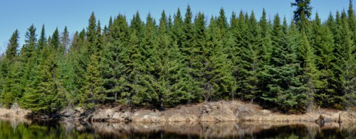 A photo of the forest alongside the Abitibi river in Iroquois Falls